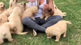 Golden Retriever Puppies Playing