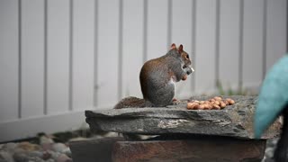 Squirrel eats nuts with confidence