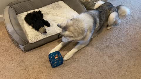 Vocal Husky Has A Lot To Say While Solving Puzzle Toy
