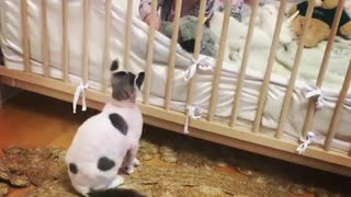 Friendly Cat Plays With Baby Through Crib Slots