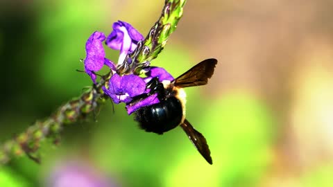 bee feeding on flowers nectar