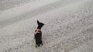 Walking Outside With My Very Small Dog