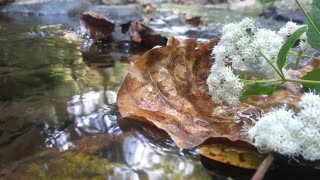 Autumn Leaf by a Mountain Stream Relaxing Scenic Up Close Sounds of Nature Beautiful Flower Calming