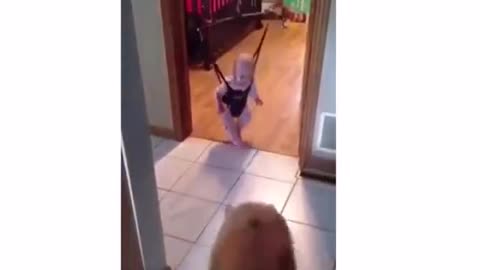 A dog jumped up excited to see the baby