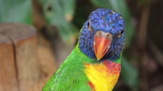 Parrots Videos Compilation cute moment of the animals - Cutest Parrots
