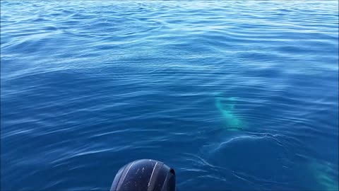 Fishermen Encounter Large Pod Of Beautiful Dolphins