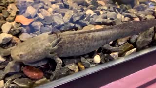 New exhibit showcases Mexico's endangered salamander