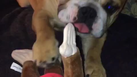 english bulldog puppy playing with his curious george toy