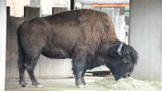 Bison eating in a stable