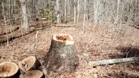 Cutting Down a Rotten/Dying Tree