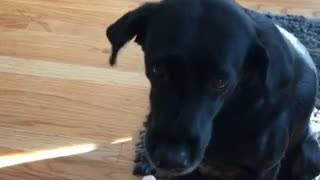 Dog can't make eye contact with slice of clementine