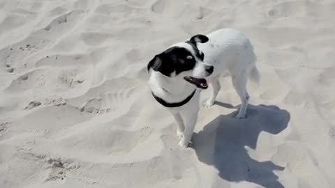 video of beach, dog, sand