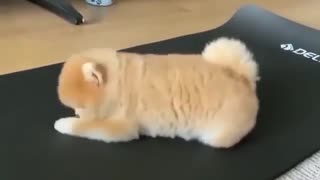 Cute dog stretching 😍