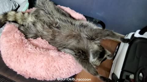 Raccoon chills out on the couch