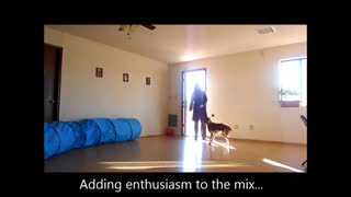 Dog Training | Dog Obedience | Easy Dog Training