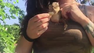Chipmunk Fills Cheeks with Peanuts