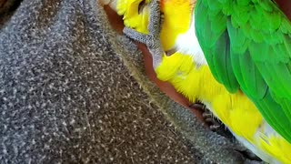 Sweet birdie snuggles quickly turns into a jealous birdie fight