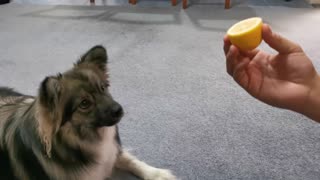 Strange Puppy Loves The Taste Of Sour Lemons