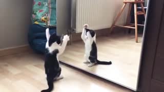 A cute dancing cat