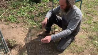 How To Build an Outdoor Birdcage