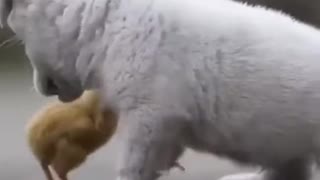 Full Video Cute Puppy Playing with Chickens 😍❤️ Video Got Viral || Full Videoo :)