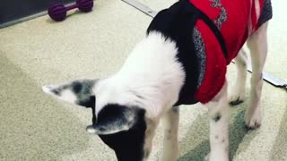 Puppy Falling Asleep While Standing