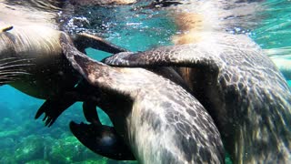 Playful sea lions are curious about swimmer's camera in the Galapagos Islands