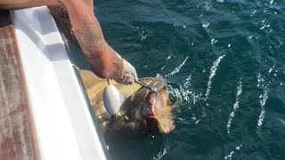 Goliath Grouper catch and release