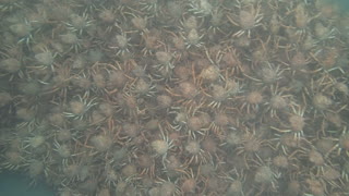 Countless Spider Crabs Cover Ocean Floor
