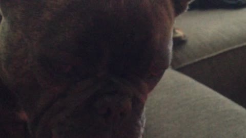 French Bulldog can't contain drool
