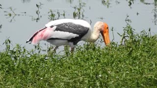 See the colorful western stork is extremely beautiful