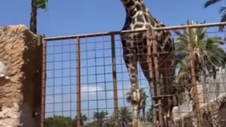 OMG, Best funny Kid with Giraffe