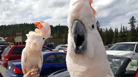 Hilarious cockatoos have a party in the parking lot