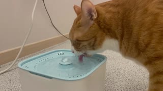 Cat drinks water - Wangci