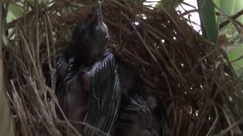 Mother bird secretly feeds her newborn babies