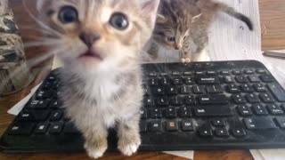 Working from home? Helper Kitties!