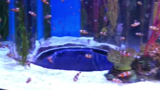 Some kind of fish on the aquarium
