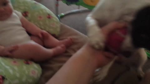Baby playing with her dog