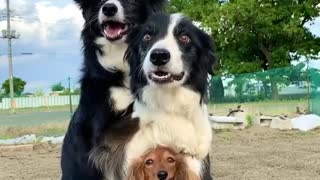 Friendly family of dogs