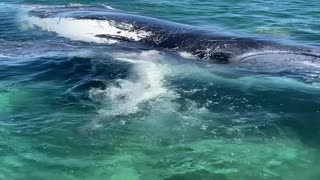 Group of Tiger Sharks Feeding on Dead Humpback Whale