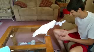 Baby cockatoo learns how to play fetch with owner