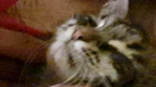 Dad makes funny Cat sounds while stroking our Cat