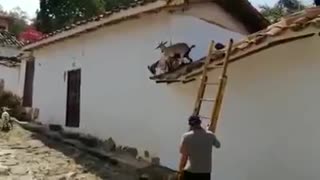 Bomberos de Barichara rescatan cabras de un techo