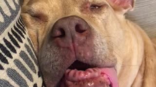 Toothless doggy has extremely vivid dream during naptime
