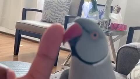 Parrot absolutely loves to play "boop" game with owner