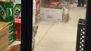 Cat Caught Stealing From shop, Cat burglar