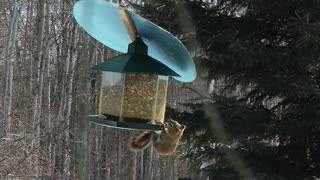 Squirrel Eating Birds Food