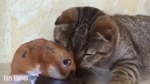 A Rat Eats Cat Food While He's Teasing.