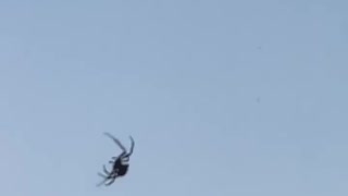 HUGE SPIDER