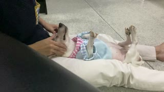 Blissful Doggy Enjoys a Relaxing Massage